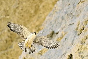 Austral Peregrine Falcon