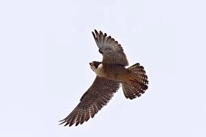 Austral Gallery: Austral Peregrine Falcon