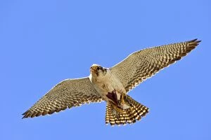 Austral Peregrine Falcon - adult female in flight