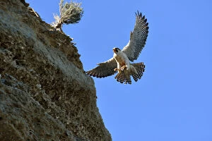 Austral Gallery: Austral Peregrine Falcon - adult male calling in flight