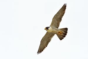 Austral Peregrine Falcon - adult male in flight