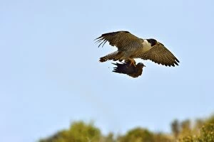 Austral Gallery: Austral Peregrine Falcon - adult male in flight with prey