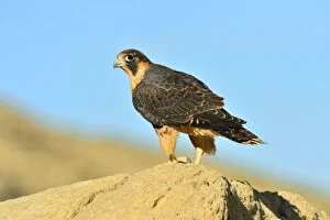 Austral Peregrine Falcon - young