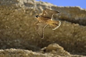 Austral Gallery: Austral Peregrine Falcon - young in flight