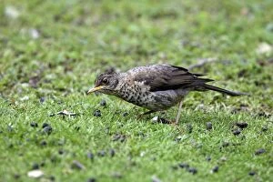 Images Dated 7th January 2008: Austral Thrush