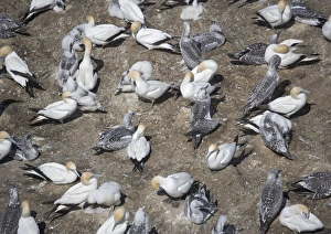 Images Dated 9th January 2005: Australasian gannet colony at Muriwai Beach, North Island, New Zealand