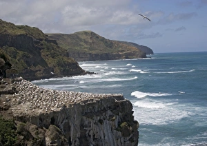 Images Dated 9th January 2005: Australasian gannet colony at Muriwai Beach, North Island, New Zealand