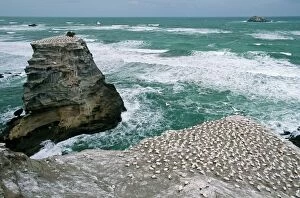 Australasian Gannet - colony on rocks