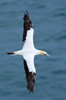 Images Dated 5th April 2008: Australasian Gannet - in flight soaring above the ocean Muriwai Regional Park, Auckland