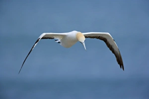 Images Dated 5th April 2008: Australasian Gannet in flight soaring above the ocean looking down to spot prospective food
