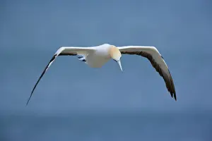 Australasian Gannet in flight soaring above the ocean looking down to spot prospective food Muriwai Regional Park, Auckland, North Island, New Zealand