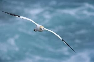 Images Dated 5th April 2008: Australasian Gannet in flight soaring above the ocean Muriwai Regional Park, Auckland
