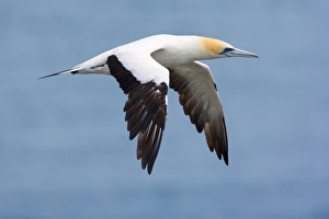 Images Dated 5th April 2008: Australasian Gannet in flight soaring above the ocean Muriwai Regional Park, Auckland