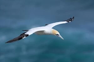 Images Dated 5th April 2008: Australasian Gannet in flight soaring above the ocean Muriwai Regional Park, Auckland