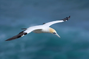 Images Dated 5th April 2008: Australasian Gannet in flight soaring above the ocean Muriwai Regional Park, Auckland