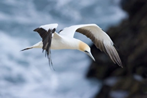 Images Dated 5th April 2008: Australasian Gannet in flight soaring above the ocean Muriwai Regional Park, Auckland