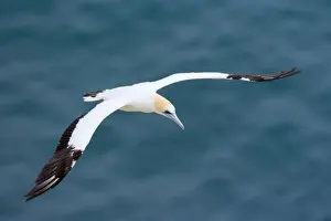 Australasian Gannet in flight soaring above the ocean Muriwai Regional Park, Auckland, North Island, New Zealand