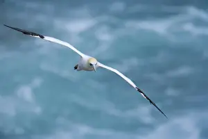 Australasian Gannet in flight soaring above the ocean Muriwai Regional Park, Auckland, North Island, New Zealand