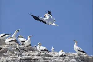 From Below Prints: Australasian Gannet On Hauraki Gulf at the Mokohinau Islands