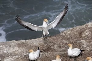 Images Dated 28th September 2010: Australasian Gannet - landing at the colony - Muriwai - west Auckland - New Zealand