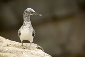 Australasian Gannet - nearly fully fledged chick sits on the edge of a cliff looking out
