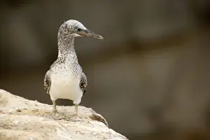 Australasian Gannet nearly fully fledged chick sits on the edge of a cliff looking out and waiting for its parents to return Muriwai Regional Park, Auckland, North Island, New Zealand