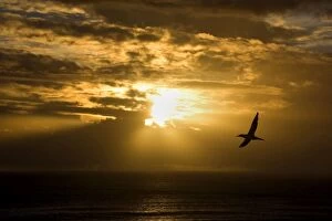 Images Dated 6th April 2008: Australasian Gannet soaring above the ocean while the sun is setting over the horizon Muriwai