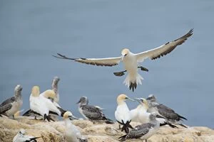 Australasian Gannets - adult about to land amidst breeding colony on top of a cliff