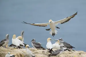 Australasian Gannets adult about to land amidst breeding colony on top of a cliff Muriwai Regional Park, Auckland, North Island, New Zealand