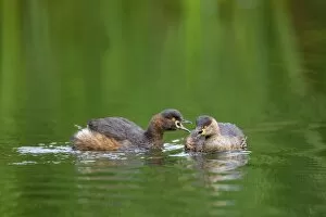 Australasian Grebe - two adult Australasian Grebe in breeding plumage communicate by talking to each other