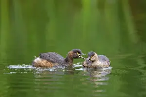 Australasian Grebe - two adult Australasian Grebe in breeding plumage communicate by talking to each other - Ellery Creek Big Hole, West MacDonnell National Park, Northern Territory, Australia
