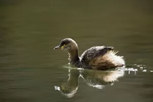 Images Dated 8th June 2008: Australasian Grebe - adult in breeding plumage swims on a permanent waterhole in central Australia