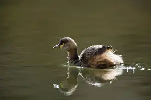 Australasian Grebe - adult in breeding plumage swims on a permanent waterhole in central Australia. The Grebe is backlighted, which illuminates its plumage nicely, and its body reflects on the water's surface - Ellery Creek Big Hole