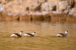 Images Dated 6th June 2008: Australasian Grebe - three adults in breeding plumage swim on a permanent waterhole in a gorge in