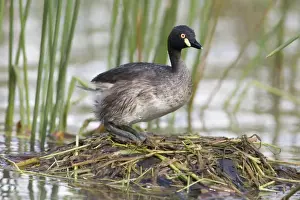 Australasian Grebe on its nest At a small pool that fills only in the wet season near the Gibb River Road, Kimberley, Western Australia