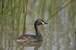 Australasian Grebe At a small pool that fills only in the wet season near the Gibb River Road, Kimberley, Western Australia
