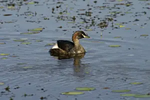 Australasian Grebes Lake Waggaboonyah, Mt Gordon, Queensland, Australia
