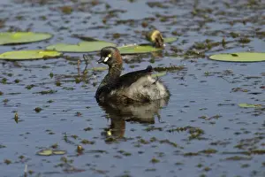 Australasian Grebes Lake Waggaboonyah, Mt Gordon, Queensland, Australia