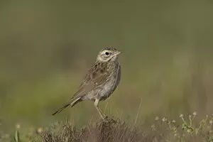 Images Dated 30th April 2010: Australasian Pipit - 50km north of Ti Tree