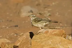 Pipit Prints: Australasian Pipit - Finke, Northern Territory, Australia