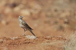 Images Dated 17th September 2010: Australasian Pipit In open rocky country at Poison Creek, near Canteen Creek Aboriginal Community
