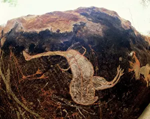 Australia - Aboriginal rock painting, Emeu. Christmas caves, Alligator River Region, Northern Territory, Australia