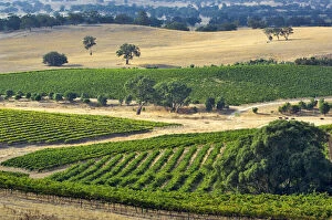 Images Dated 27th June 2011: Australia, Barossa Valley. Mountadam vineyard
