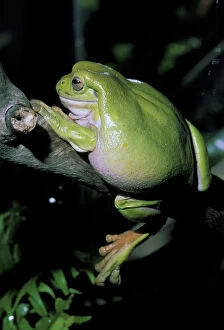 Caerulea Gallery: Australia. A captive white's tree frog