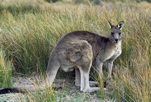 Australia. Eastern gray kangroo, macropus