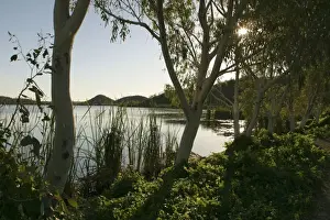 Gums Prints: Australia Lake Moondarra Near Mt Isa, Queensland, Australia