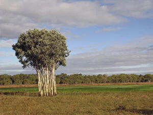 Eucalyptus Gallery: Australia, No. Territory, Kakadu National