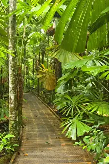 Countires Prints: Australia - Path in rainforest - a boardwalk crosses a dense stand of Licuala Fan Palms in lush tropical rainforest