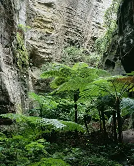 Tree Fern Prints: Australia Queensland, Carnavaron National Park