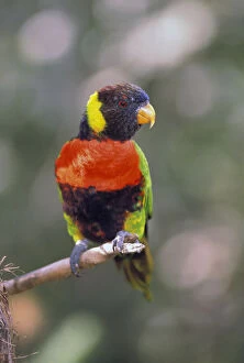 Australia. Rainbow Lorikeet (Trichoglossus)
